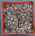 Нажмите на изображение для увеличения.

Название:	Gymnocalycium ferrarii VG665 Carrizal L.R. 583m  KK350.55,.JPG
Просмотров:	1024
Размер:	448.6 Кб
ID:	371145