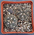 Нажмите на изображение для увеличения.

Название:	Gymnocalycium ferrarii VG665 Carrizal L.R. 583m  KK350.55,.JPG
Просмотров:	908
Размер:	448.6 Кб
ID:	371145