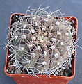 Нажмите на изображение для увеличения.

Название:	Gymnocalycium ferrari ISI01702 Mazan L.R.  MG464.08.JPG
Просмотров:	910
Размер:	471.2 Кб
ID:	371146