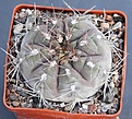 Нажмите на изображение для увеличения.

Название:	Gymnocalycium ferrari ISI01702 Mazan L.R.  MG464.08..JPG
Просмотров:	937
Размер:	479.4 Кб
ID:	371147