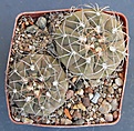 Нажмите на изображение для увеличения.

Название:	Gymnocalycium aff.glaucum L512 Tinogasta Cat. 2700m..JPG
Просмотров:	1017
Размер:	428.5 Кб
ID:	371148