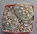 Нажмите на изображение для увеличения.

Название:	Gymnocalycium aff.glaucum L512 Tinogasta Cat. 2700m.JPG
Просмотров:	1039
Размер:	454.4 Кб
ID:	371149
