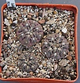 Нажмите на изображение для увеличения.

Название:	Gymnocalycium ferrarii P136 Estancia Mazan L.R. 1000m PILTZ4273.JPG
Просмотров:	989
Размер:	466.1 Кб
ID:	371160
