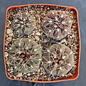 Нажмите на изображение для увеличения.

Название:	Gymnocalycium ferrarii P136 Estancia Mazan L.R. 1000m   MG.JPG
Просмотров:	977
Размер:	499.8 Кб
ID:	371161
