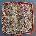 Нажмите на изображение для увеличения.

Название:	Gymnocalycium ferrarii P136 Estancia Mazan L.R. 1000m   MG.JPG
Просмотров:	823
Размер:	499.8 Кб
ID:	371161