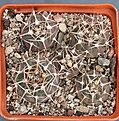 Нажмите на изображение для увеличения.

Название:	Gymnocalycium ferrarii P385 Cerro Mazan     PILTZ4326..JPG
Просмотров:	996
Размер:	430.8 Кб
ID:	371162