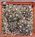 Нажмите на изображение для увеличения.

Название:	Gymnocalycium ferrarii P385 Cerro Mazan     PILTZ4326.JPG
Просмотров:	851
Размер:	433.5 Кб
ID:	371163