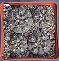 Нажмите на изображение для увеличения.

Название:	Gymnocalycium ferrarii STO49 Mazan     PILTZ5863.JPG
Просмотров:	997
Размер:	442.8 Кб
ID:	371165