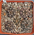 Нажмите на изображение для увеличения.

Название:	Gymnocalycium glaucum VoS1741.JPG
Просмотров:	964
Размер:	451.5 Кб
ID:	371168