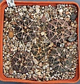 Нажмите на изображение для увеличения.

Название:	Gymnocalycium glaucum VoS1741.JPG
Просмотров:	845
Размер:	451.5 Кб
ID:	371168