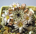 Нажмите на изображение для увеличения.

Название:	Mammillaria_perezdelarosae_andersoniana_PP1353_5y.JPG
Просмотров:	216
Размер:	104.4 Кб
ID:	371305