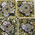 Нажмите на изображение для увеличения.

Название:	Mammillaria_perezdelarosae_andersoniana_PP1353_5y_gr.JPG
Просмотров:	220
Размер:	163.6 Кб
ID:	371306