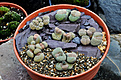 Нажмите на изображение для увеличения.

Название:	Lithops 01.jpg
Просмотров:	231
Размер:	204.7 Кб
ID:	371324