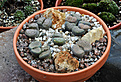 Нажмите на изображение для увеличения.

Название:	Lithops 02.jpg
Просмотров:	228
Размер:	200.4 Кб
ID:	371325