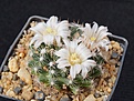 Нажмите на изображение для увеличения.

Название:	Mammillaria coahuilensis.JPG
Просмотров:	216
Размер:	284.5 Кб
ID:	371350