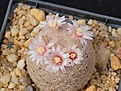 Нажмите на изображение для увеличения.

Название:	Mammillaria egregia.JPG
Просмотров:	211
Размер:	274.9 Кб
ID:	371351