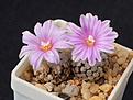 Нажмите на изображение для увеличения.

Название:	Turbinicarpus valdezianus MZ 514.JPG
Просмотров:	213
Размер:	247.7 Кб
ID:	371353