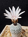 Нажмите на изображение для увеличения.

Название:	Turbinicarpus pseudopectinatus.JPG
Просмотров:	209
Размер:	203.0 Кб
ID:	371354