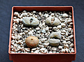 Нажмите на изображение для увеличения.

Название:	Lithops jn..jpg
Просмотров:	271
Размер:	135.4 Кб
ID:	371360
