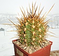 Нажмите на изображение для увеличения.

Название:	Trichocereus_pasacana.JPG
Просмотров:	310
Размер:	284.2 Кб
ID:	371382