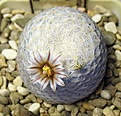 Нажмите на изображение для увеличения.

Название:	Mammillaria_egregia_SB30_10y.JPG
Просмотров:	160
Размер:	72.9 Кб
ID:	371397