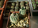 Нажмите на изображение для увеличения.

Название:	Gymnocalycium bruchii v. niveum VG 536.jpg
Просмотров:	8541
Размер:	243.4 Кб
ID:	371446