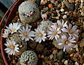 Нажмите на изображение для увеличения.

Название:	Mammillaria sanchez-mejoradae.jpg
Просмотров:	295
Размер:	332.8 Кб
ID:	371481