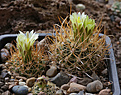 Нажмите на изображение для увеличения.

Название:	Ancistrocactus tobushii SB987, Bandera Co, Tx.jpg
Просмотров:	300
Размер:	343.6 Кб
ID:	371483