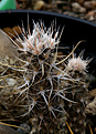 Нажмите на изображение для увеличения.

Название:	Pterocactus araucanus RUS368.jpg
Просмотров:	293
Размер:	396.1 Кб
ID:	371491
