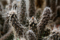 Нажмите на изображение для увеличения.

Название:	Pterocactus australis RUS376.jpg
Просмотров:	296
Размер:	425.8 Кб
ID:	371493