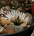 Нажмите на изображение для увеличения.

Название:	Turbinicarpus pseudopectinatus.jpg
Просмотров:	288
Размер:	318.8 Кб
ID:	371497