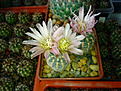 Нажмите на изображение для увеличения.

Название:	Gymnocalycium bruchii v. niveum VG 536.jpg
Просмотров:	148
Размер:	287.6 Кб
ID:	371531