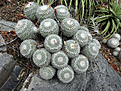 Нажмите на изображение для увеличения.

Название:	Mammillaria geminispina..jpg
Просмотров:	382
Размер:	225.0 Кб
ID:	371567