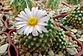 Нажмите на изображение для увеличения.

Название:	Pediocactus knowltonii.JPG
Просмотров:	160
Размер:	438.8 Кб
ID:	371572