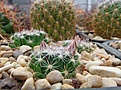 Нажмите на изображение для увеличения.

Название:	Porfiria schwarzii.JPG
Просмотров:	793
Размер:	455.7 Кб
ID:	371573