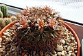 Нажмите на изображение для увеличения.

Название:	Mammillaria heidiae.JPG
Просмотров:	158
Размер:	461.3 Кб
ID:	371595