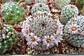 Нажмите на изображение для увеличения.

Название:	Mammillaria perezdelarosae v. andersoniana.JPG
Просмотров:	160
Размер:	436.0 Кб
ID:	371597