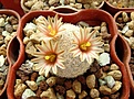 Нажмите на изображение для увеличения.

Название:	Mammillaria lasiacantha v. magalanii.JPG
Просмотров:	161
Размер:	436.1 Кб
ID:	371598