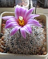 Нажмите на изображение для увеличения.

Название:	Gymnocactus mandragora v_KMR102_5y.JPG
Просмотров:	189
Размер:	95.6 Кб
ID:	371621