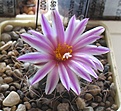 Нажмите на изображение для увеличения.

Название:	Turbinicarpus_pseudomacrochele_MZ583_11y.JPG
Просмотров:	200
Размер:	95.5 Кб
ID:	371622