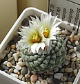 Нажмите на изображение для увеличения.

Название:	Strombocactus_disciformis_minimus_VM204_8y.JPG
Просмотров:	194
Размер:	105.2 Кб
ID:	371623