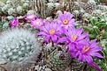 Нажмите на изображение для увеличения.

Название:	Mammillaria goldii.JPG
Просмотров:	176
Размер:	449.8 Кб
ID:	371699