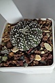 Нажмите на изображение для увеличения.

Название:	1.1. Astrophytum asterias hybr. red-salmon flower x A. asterias hybr. (x «SuperKabuto») 25 мм 150 руб.JPG
Просмотров:	606
Размер:	117.2 Кб
ID:	371703