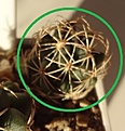 Нажмите на изображение для увеличения.

Название:	4.2 Coryphantha maiz-tablasensis, изящная, крупн. сосочки, белые колючки с черными кончиками, 25мм 140 руб.JPG
Просмотров:	601
Размер:	76.7 Кб
ID:	371704