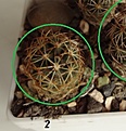 Нажмите на изображение для увеличения.

Название:	5.2 Coryphantha radians (Bercht) 12-14мм 90руб.JPG
Просмотров:	618
Размер:	89.8 Кб
ID:	371705