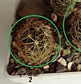 Нажмите на изображение для увеличения.

Название:	5.2 Coryphantha radians (Bercht) 12-14мм 90руб.JPG
Просмотров:	601
Размер:	89.8 Кб
ID:	371705