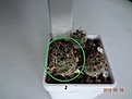 Нажмите на изображение для увеличения.

Название:	5.2 Coryphantha radians (Bercht) 15-17мм 110 руб.JPG
Просмотров:	618
Размер:	138.3 Кб
ID:	371706