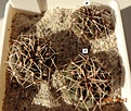 Нажмите на изображение для увеличения.

Название:	33.2 Gymnocalycium baldianum aff. VG 569, Los Varela, Catamarca, 1680m,  детка, 20мм 110 10-15мм 90руб.JPG
Просмотров:	619
Размер:	252.4 Кб
ID:	371707