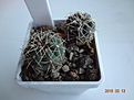 Нажмите на изображение для увеличения.

Название:	33.2 Gymnocalycium baldianum aff. VG 569, Los Varela, Catamarca, 1680m, 15мм 110 20-25мм 120.JPG
Просмотров:	623
Размер:	149.0 Кб
ID:	371708