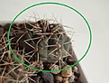 Нажмите на изображение для увеличения.

Название:	33.2 Gymnocalycium baldianum aff. VG 569, Los Varela, Catamarca, 1680m, 15мм 110.JPG
Просмотров:	623
Размер:	89.1 Кб
ID:	371709